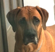 Scooby passed July 2025