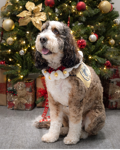 Ellie an MTD Therapy Dog