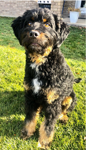 Marley the Therapy Dog