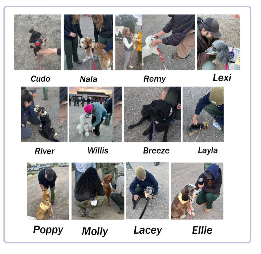 MTD Dogs and Firefighters